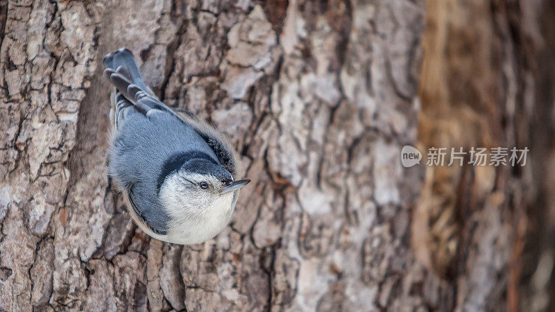 白胸sittelle (Sitta carolinensis)。白胸五子雀。